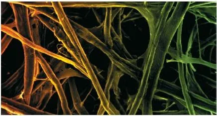 Crisscross arrangement of cellulose